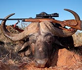 cape buffalo taken with Kilimanjaro African Rifle In 404 Jeffery