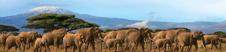kilimanjaro rifles