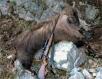 Custom Rifles